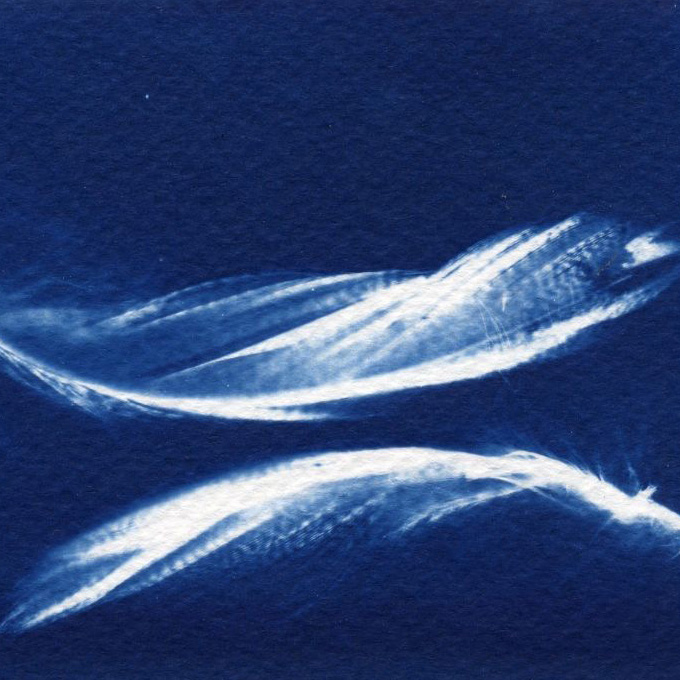 cyanotype Cyanotype Plume