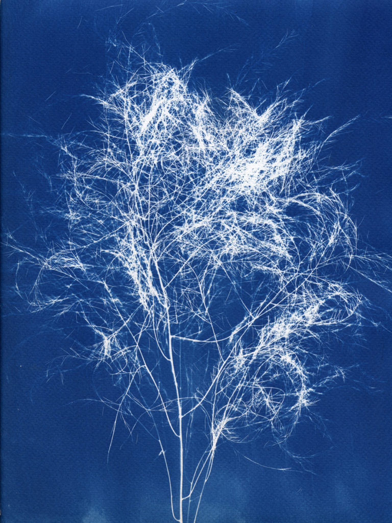 Cyanotype - végétaux