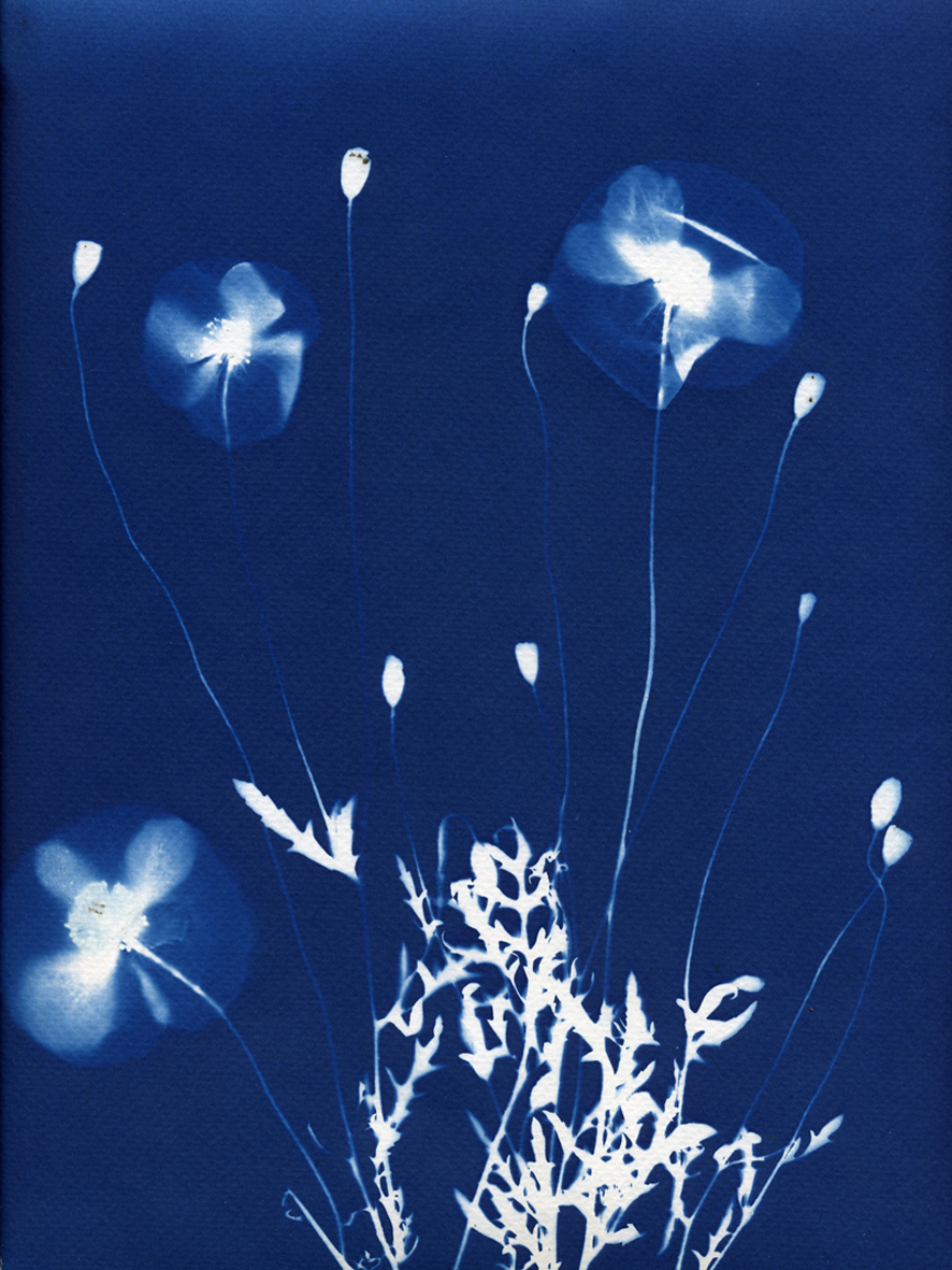 Atelier Cyanotype / végétaux