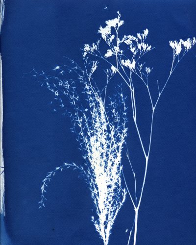 Atelier Cyanotype / végétaux
